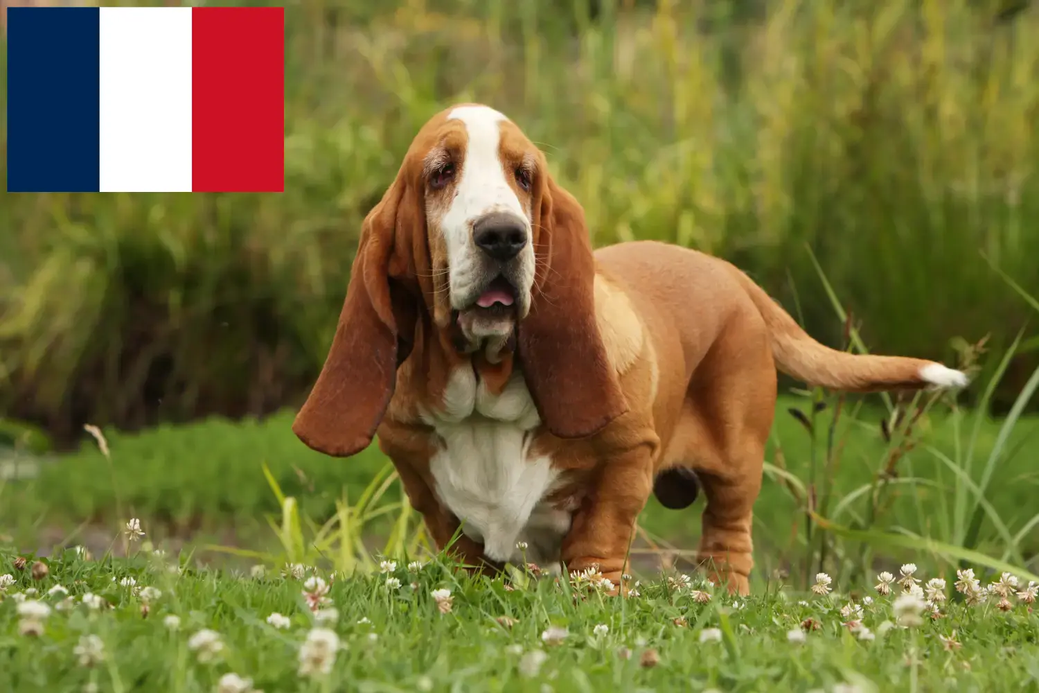 Basset Hound kiskutyák és tenyésztők Franciaország Itt találhat Basset Hounds tenyésztőket Franciaországban.