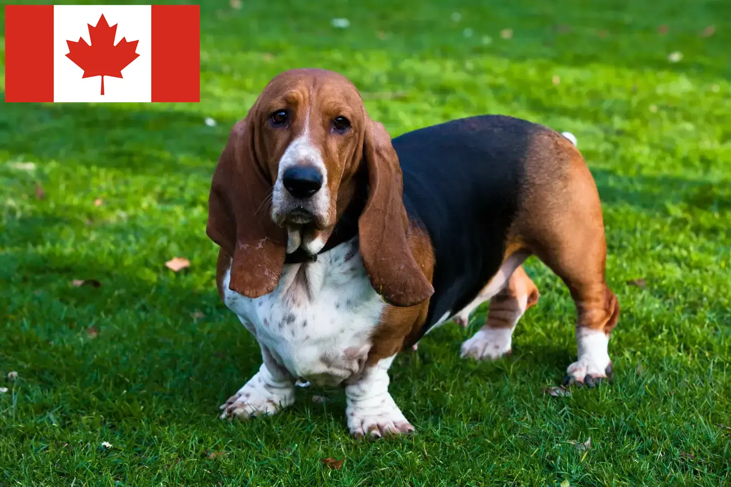 Basset Hound kiskutyák és tenyésztők Kanada Itt találhat Basset Hounds tenyésztőket Kanadában.