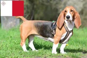 Read more about the article Basset Hound tenyésztők és kölykök Máltán