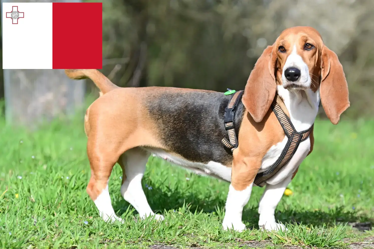 Basset Hound kiskutyák és tenyésztők Málta Itt talál Basset Hounds tenyésztőket Máltán.