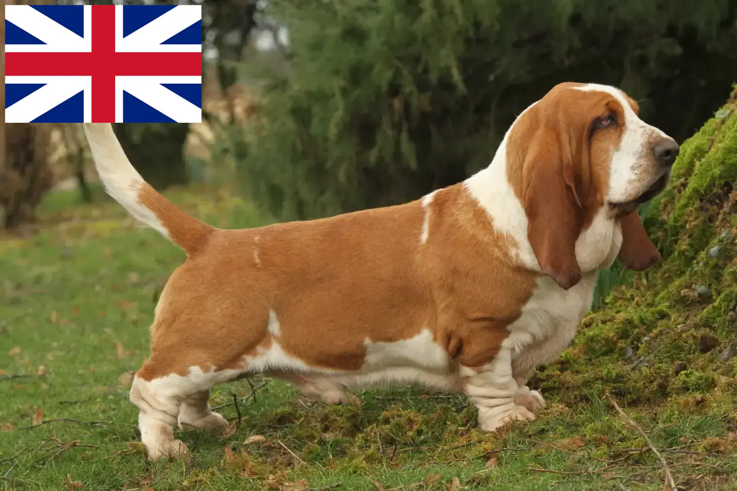 Basset Hound kiskutyák és tenyésztők Nagy-Britannia Itt találhat Basset Hounds tenyésztőket Nagy-Britanniában.