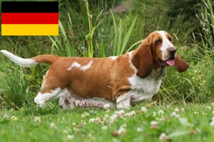 Read more about the article Basset Hound tenyésztők és kölykök Németországban