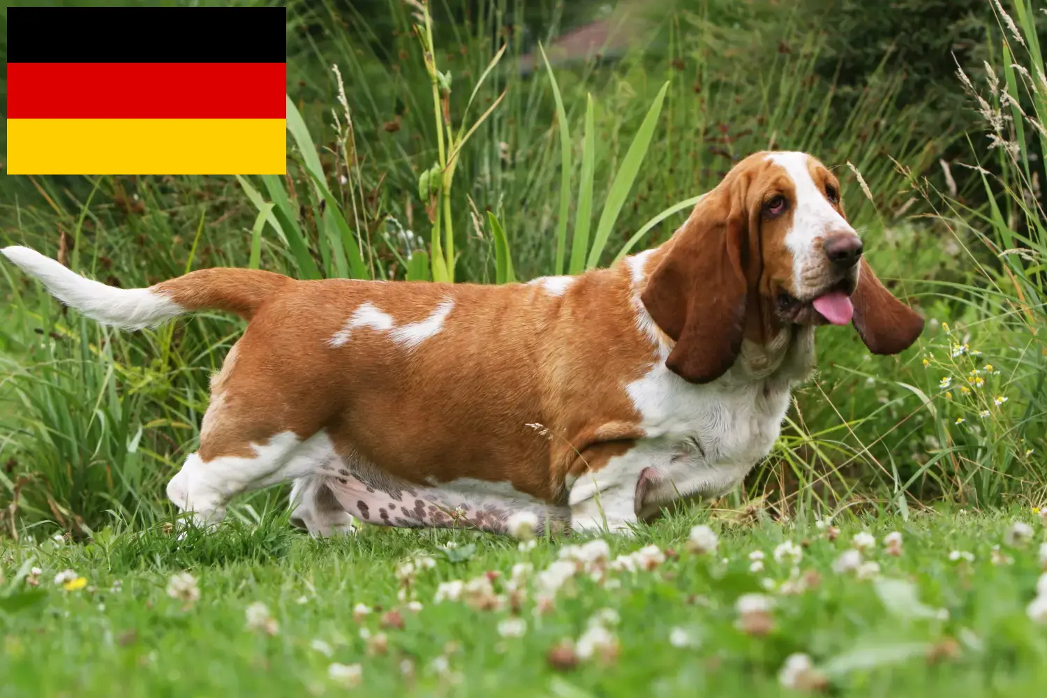 Basset Hound kiskutyák és tenyésztők Németország Itt találhat Basset Hounds tenyésztőket Németországban.