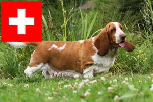 Read more about the article Basset Hound tenyésztők és kölykök Svájcban