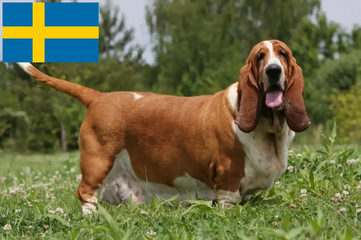 Basset Hound kölykök és tenyésztők Svédországban Itt találhat Basset Hounds tenyésztőket Svédországban.