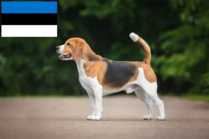 Read more about the article Beagle tenyésztők és kölykök Észtországban