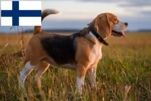 Read more about the article Beagle tenyésztők és kölykök Finnországban