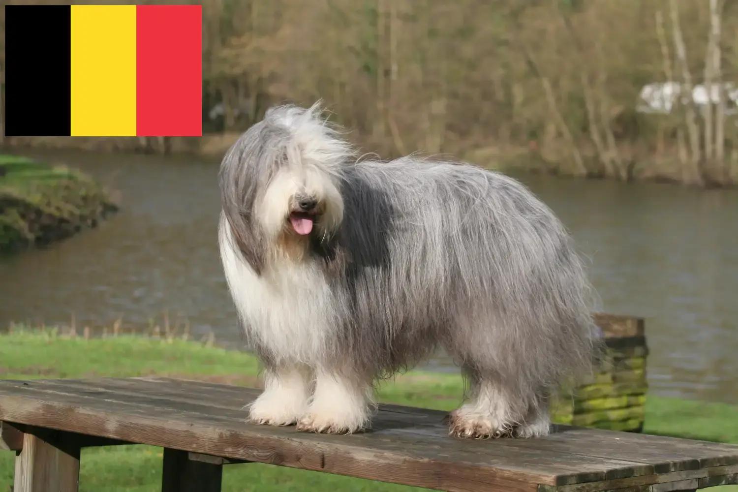 Bearded Collie kölykök és tenyésztők Belgium Keresse meg a Bearded Collie tenyésztőket Belgium területén.