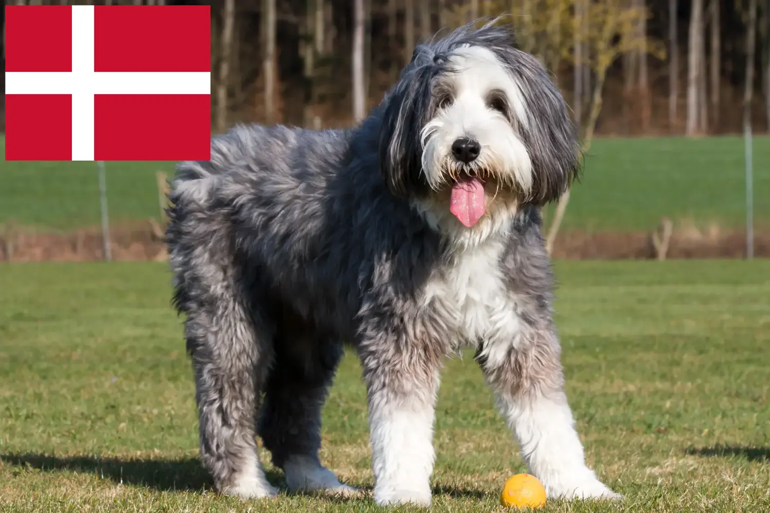 Bearded Collie kiskutyák és tenyésztők Dánia Találd meg a Bearded Collie tenyésztőket Dánia területén.