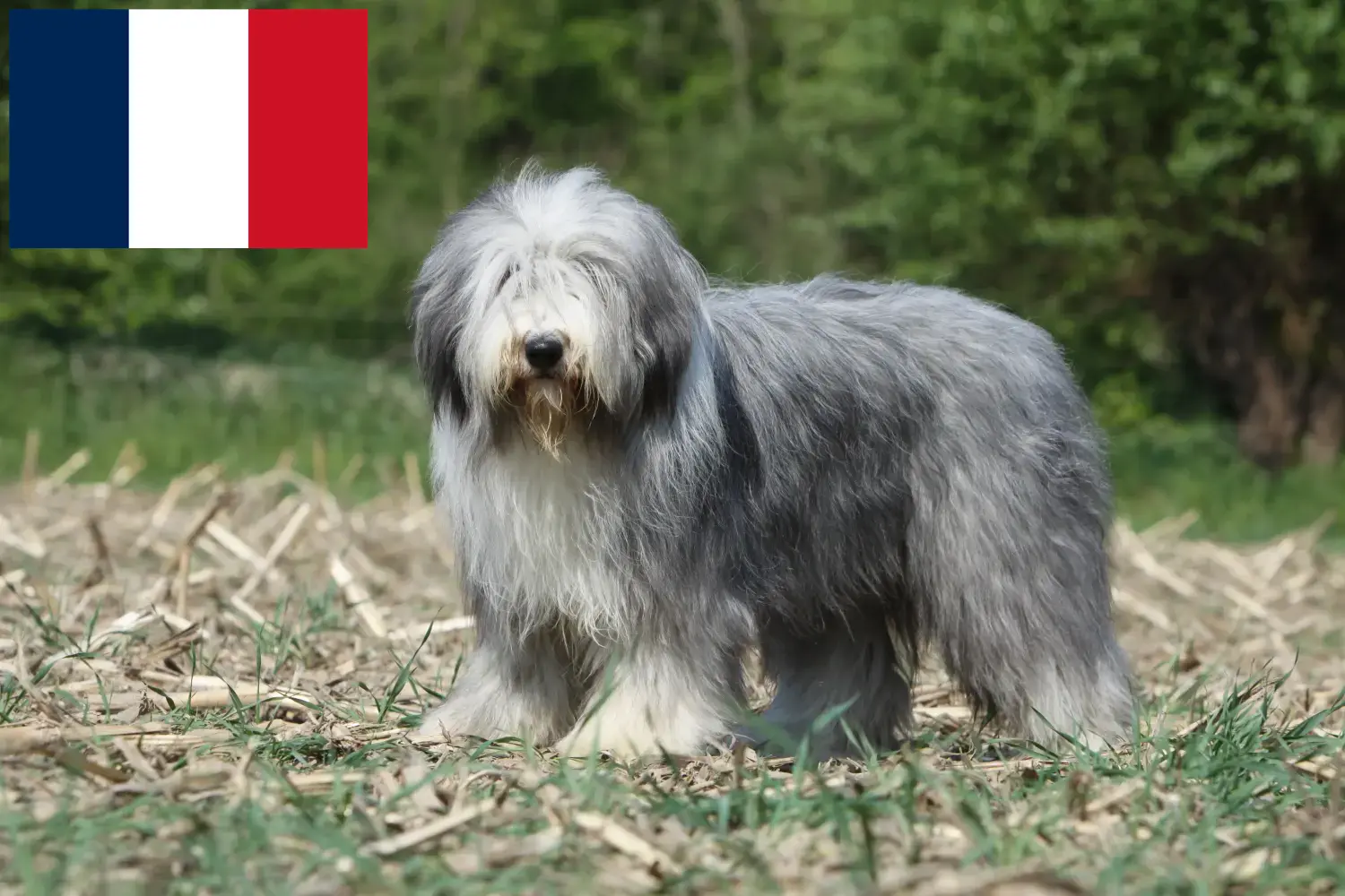 Bearded Collie kiskutyák és tenyésztők Franciaország Találd meg a Bearded Collie tenyésztőket Franciaországban.
