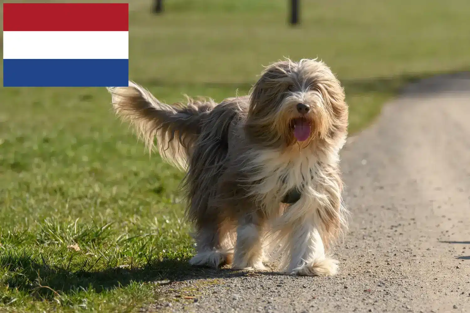 Bearded Collie kölykök és tenyésztők Hollandia Itt megtalálja a Bearded Collie tenyésztőket Hollandiában.