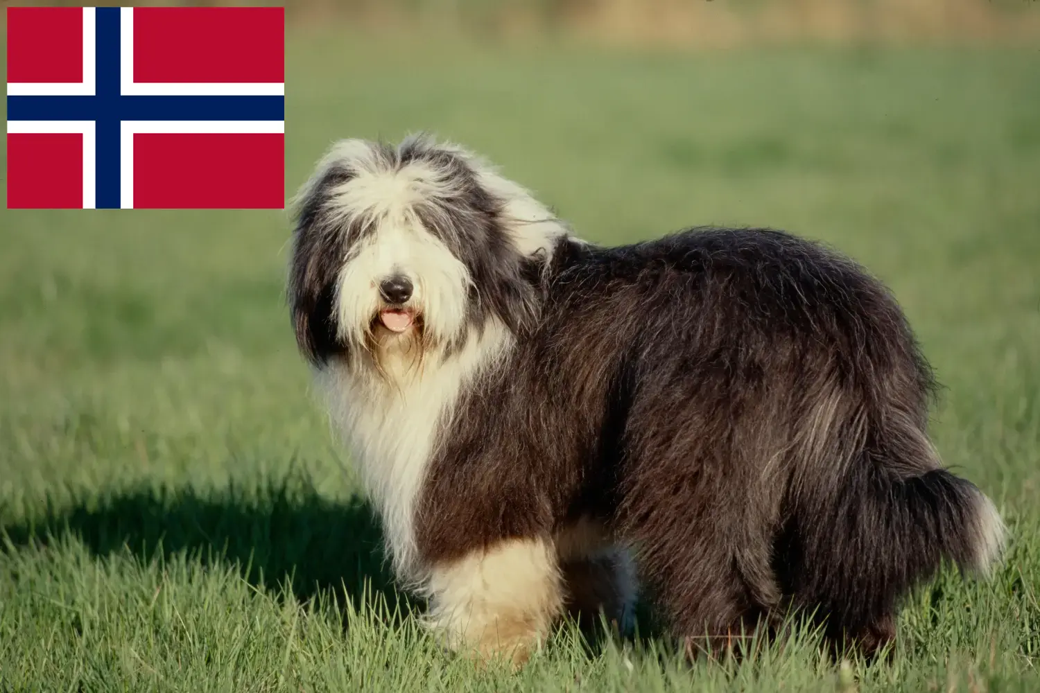 Bearded Collie kiskutyák és tenyésztők Norvégia Találd meg a Bearded Collie tenyésztőket Norvégia területén.