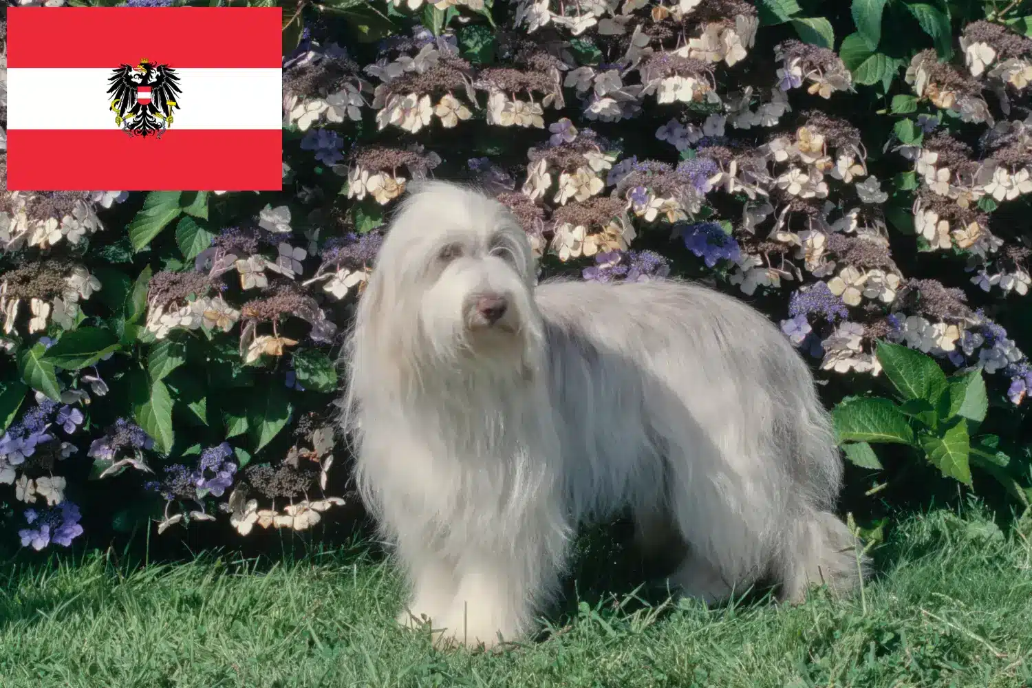 Bearded Collie kölykök és tenyésztők Ausztria Itt megtalálhatja a Bearded Collie tenyésztőket Ausztriában.