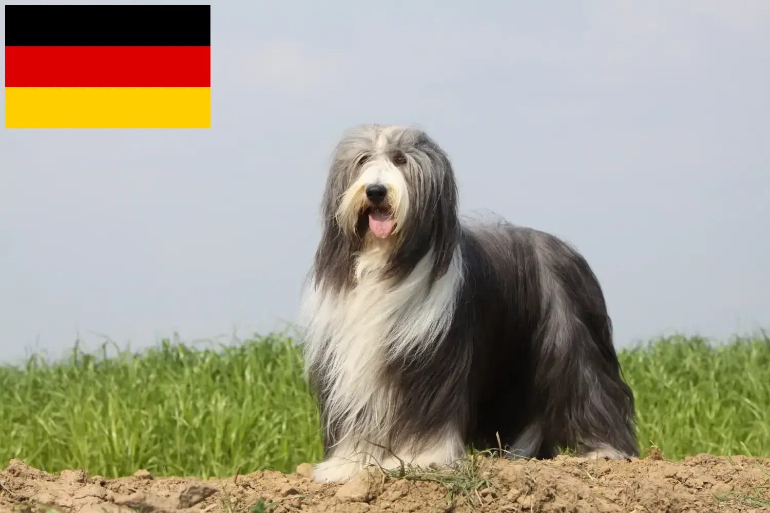 Bearded Collie kiskutyák és tenyésztők Németország Itt találhat Bearded Collie tenyésztőket Németországban.