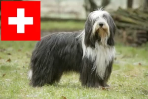 Read more about the article Bearded Collie tenyésztők és kölykök Svájcban
