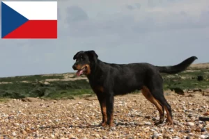 Read more about the article Beauceron tenyésztők és kölykök Csehországban