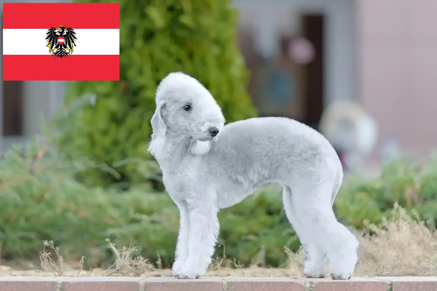 Bedlington terrier kölykök és tenyésztők Ausztria Itt találhat Bedlington terrier tenyésztőket Ausztriában.