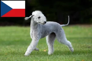 Read more about the article Bedlington terrier tenyésztők és kölykök Csehországban