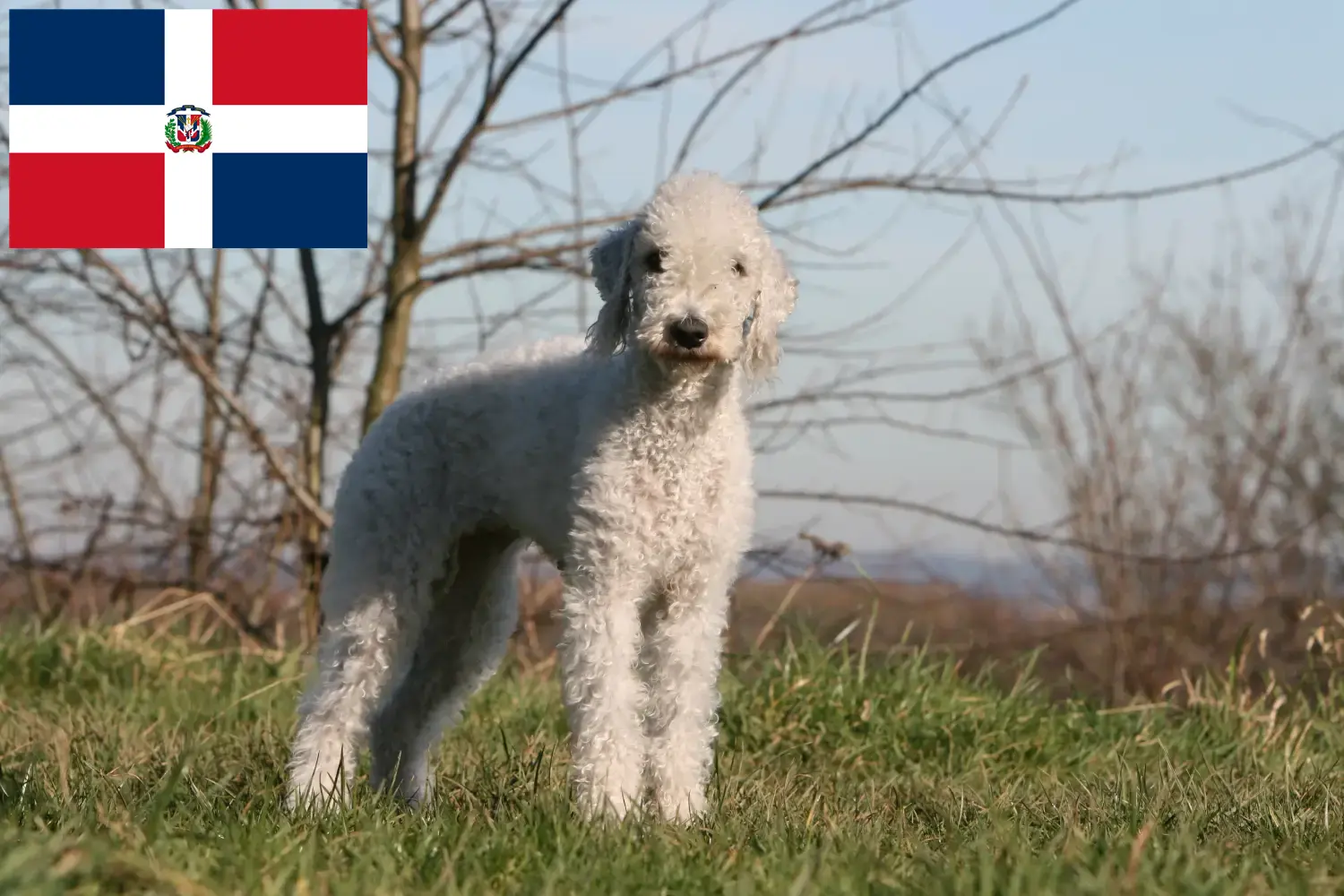 Bedlington terrier kölykök és tenyésztők Dominikai Köztársaság Bedlington terrier tenyésztőket Dominikai Köztársaság-ban itt találsz.