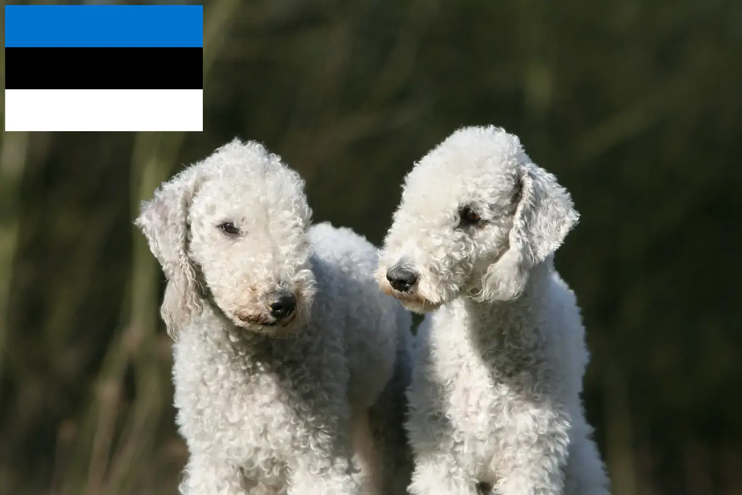 Bedlington terrier kiskutyák és tenyésztők Észtországban Találd meg a Bedlington terrier tenyésztőket Észtországban.