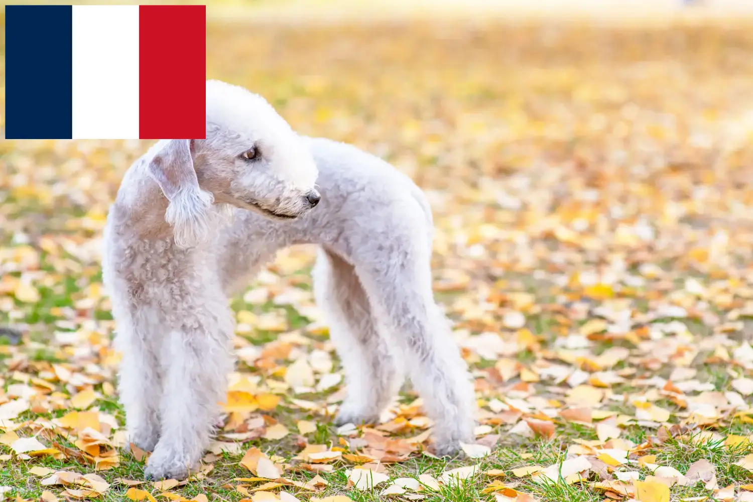 Bedlington terrier kölykök és tenyésztők Franciaország Bedlington terrier tenyésztőket Franciaországban itt találsz.