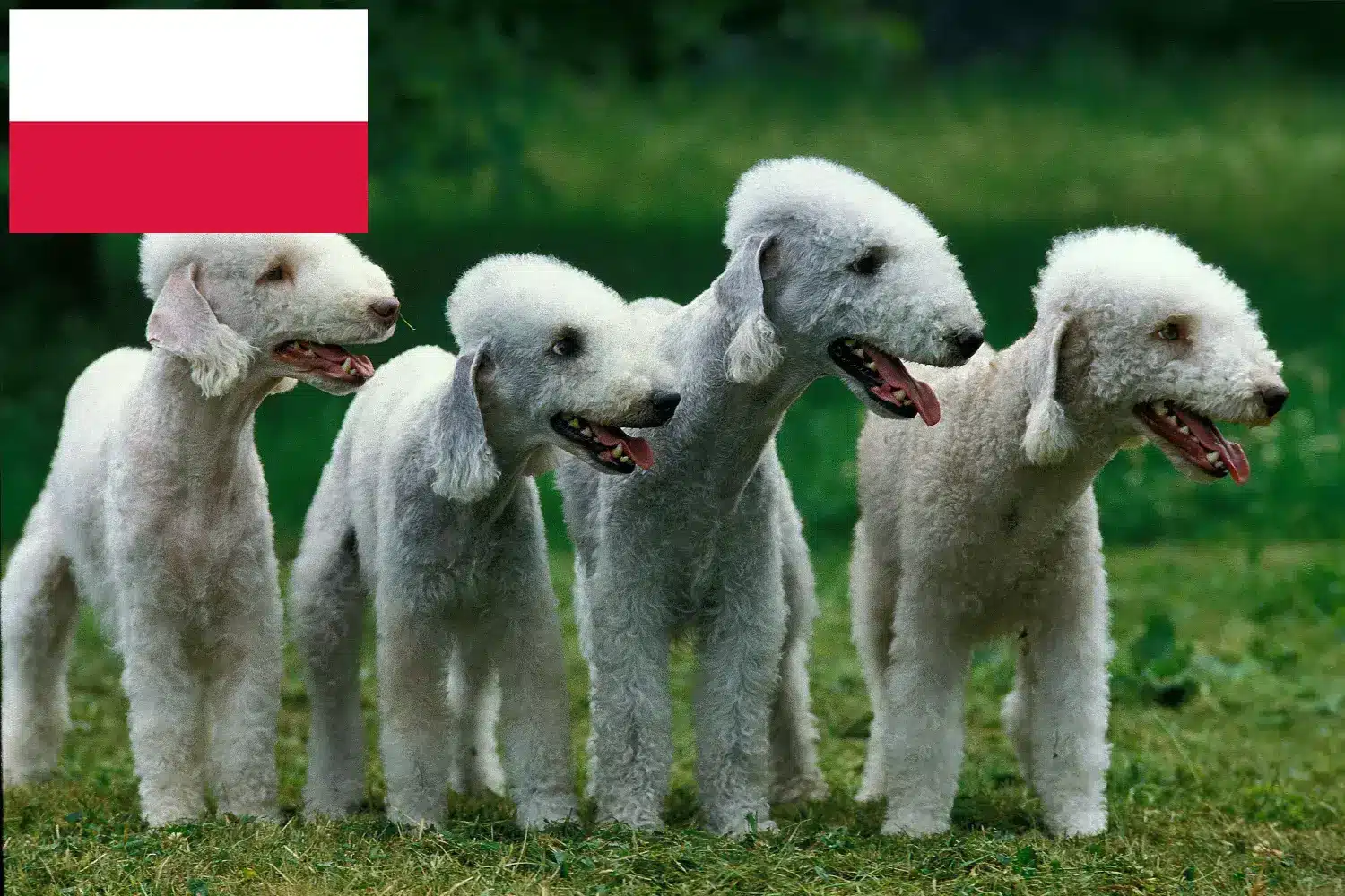Bedlington terrier kölykök és tenyésztők Lengyelország Lengyelországi Bedlington terrier tenyésztőket itt találsz.