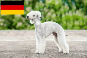 Read more about the article Bedlington terrier tenyésztők és kölykök Németországban