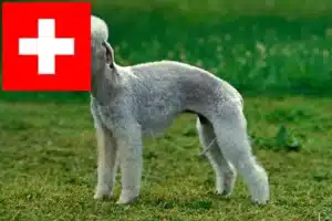 Read more about the article Bedlington terrier tenyésztők és kölykök Svájcban
