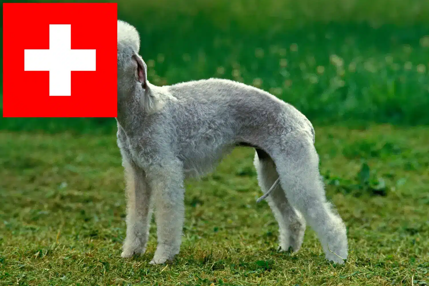 Bedlington terrier kölykök és tenyésztők Svájcban Itt talál Bedlington terrier tenyésztőket Svájcban.