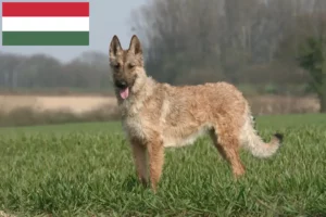 Read more about the article Belga juhászkutya tenyésztő és kölykök Magyarországon