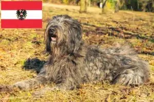 Read more about the article Bergamasco juhászkutya tenyésztők és kölykök Ausztriában