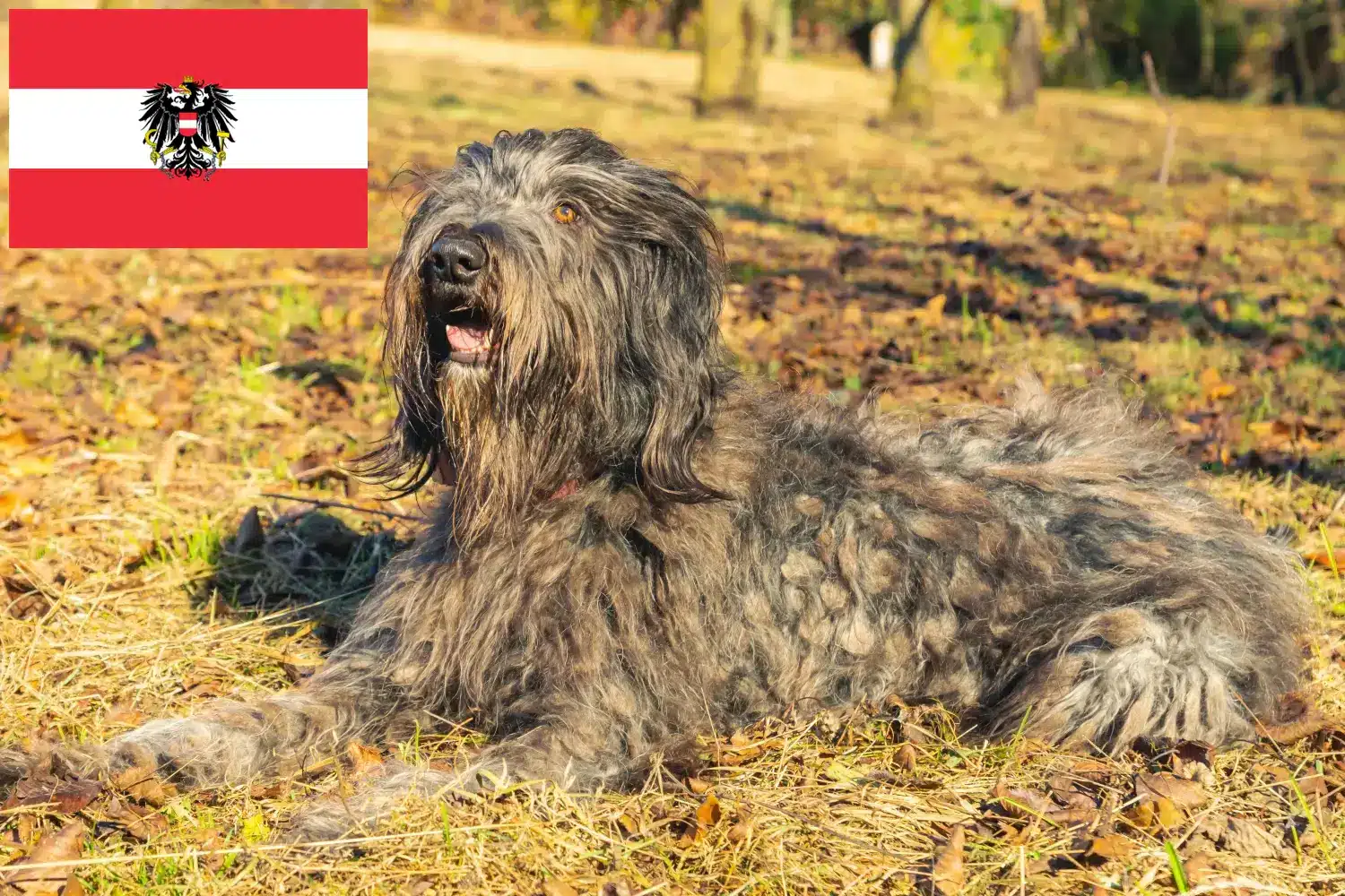 Bergamasker juhászkutya kölykök és tenyésztő Ausztria Itt találsz Bergamasco pásztorkutya tenyésztőket Ausztriában.
