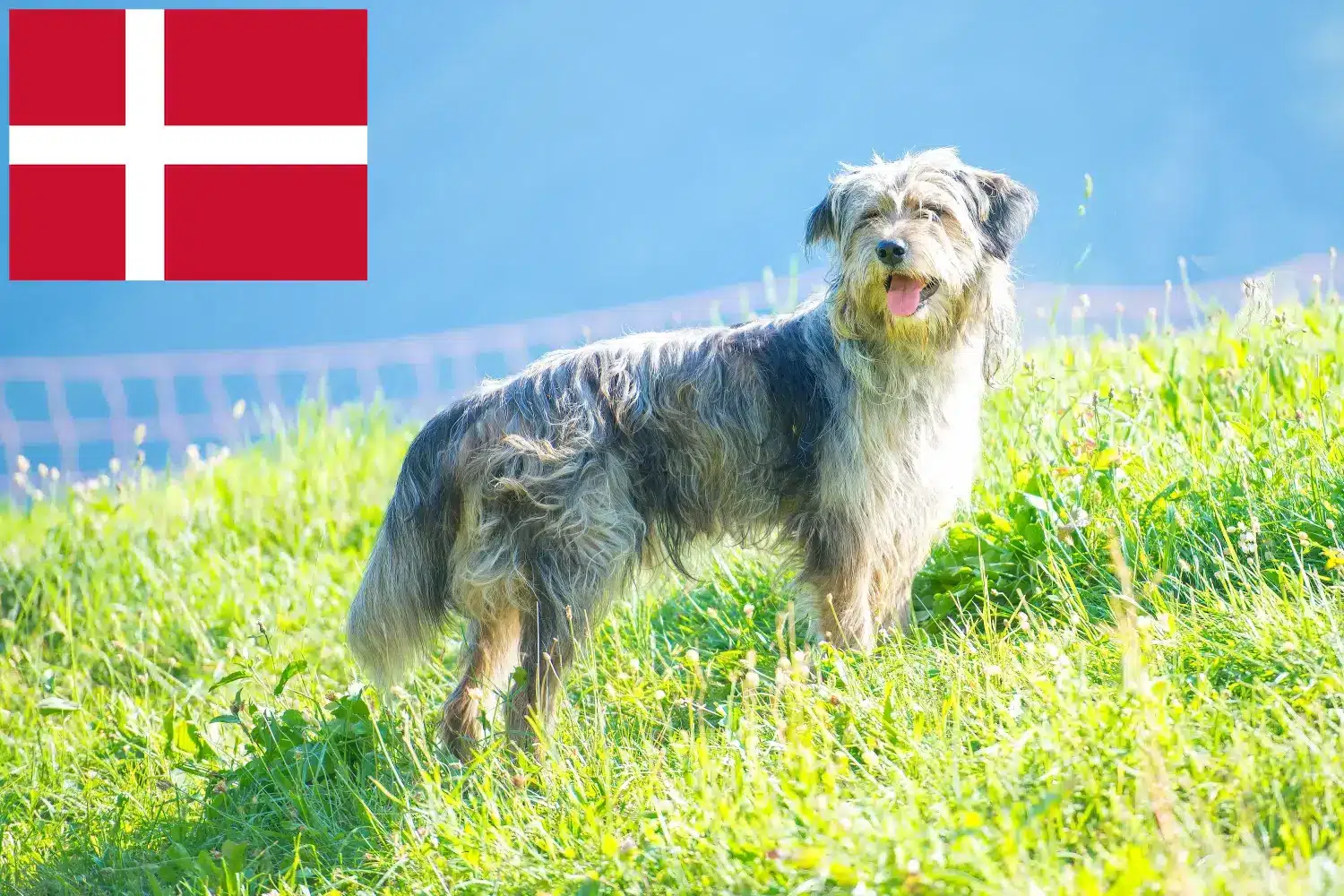 Bergamasker juhászkutya kölykök és tenyésztő Dánia Itt találhat Bergamasker juhászkutya tenyésztőket Dániában.