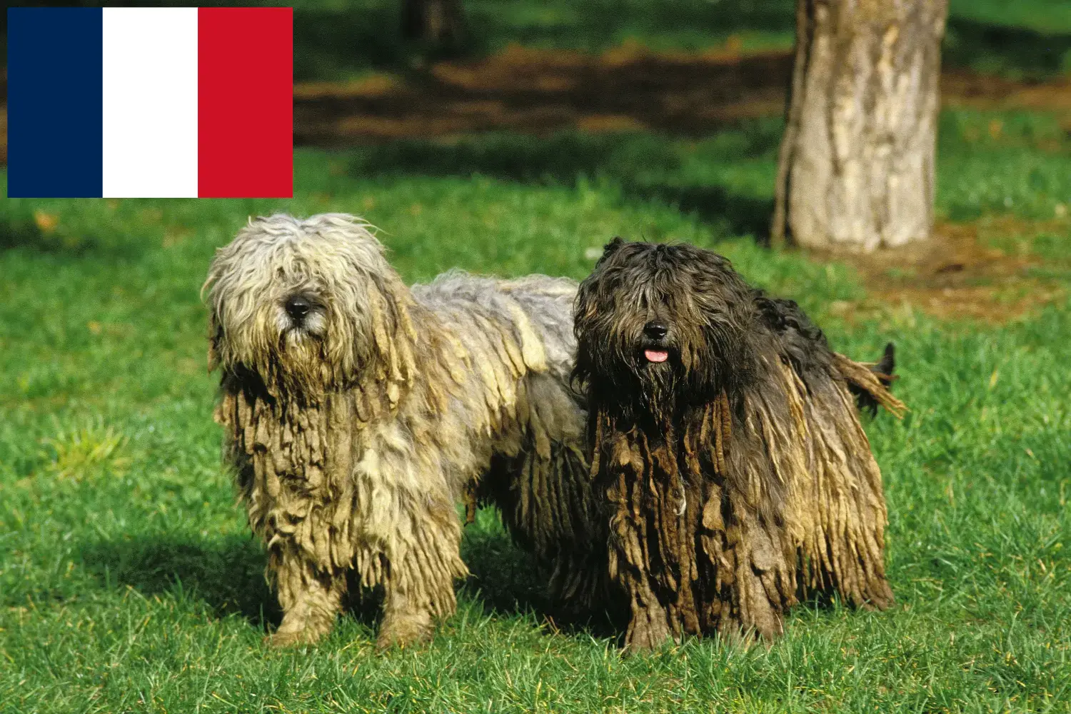 Bergamasco juhászkutya kölykök és tenyésztő Franciaország Itt találhat Bergamasco pásztorkutya tenyésztőket Franciaországban.