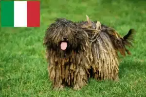 Read more about the article Bergamasco juhászkutya tenyésztő és kölykök Olaszországban