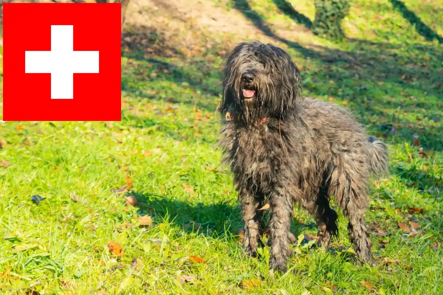 Bergamasco pásztorkutya kölykök és tenyésztő Svájc Itt találhat Bergamasco pásztorkutya tenyésztőket Svájcban.