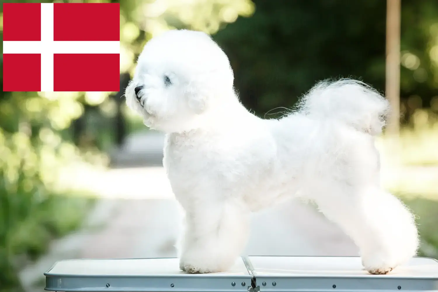 Bichon Frisé kiskutyák és tenyésztők Dánia Keress Bichon Frisé tenyésztőket Dánia területén.