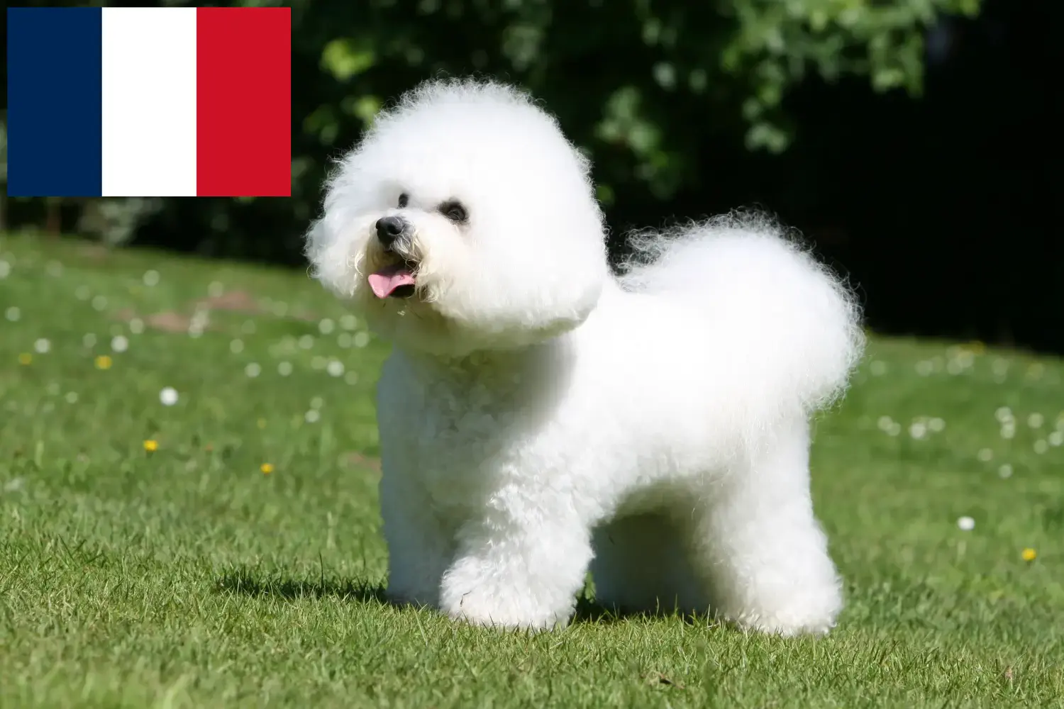 Bichon Frisé kiskutyák és tenyésztők Franciaország Bichon Frisé tenyésztőket Franciaországban itt talál.