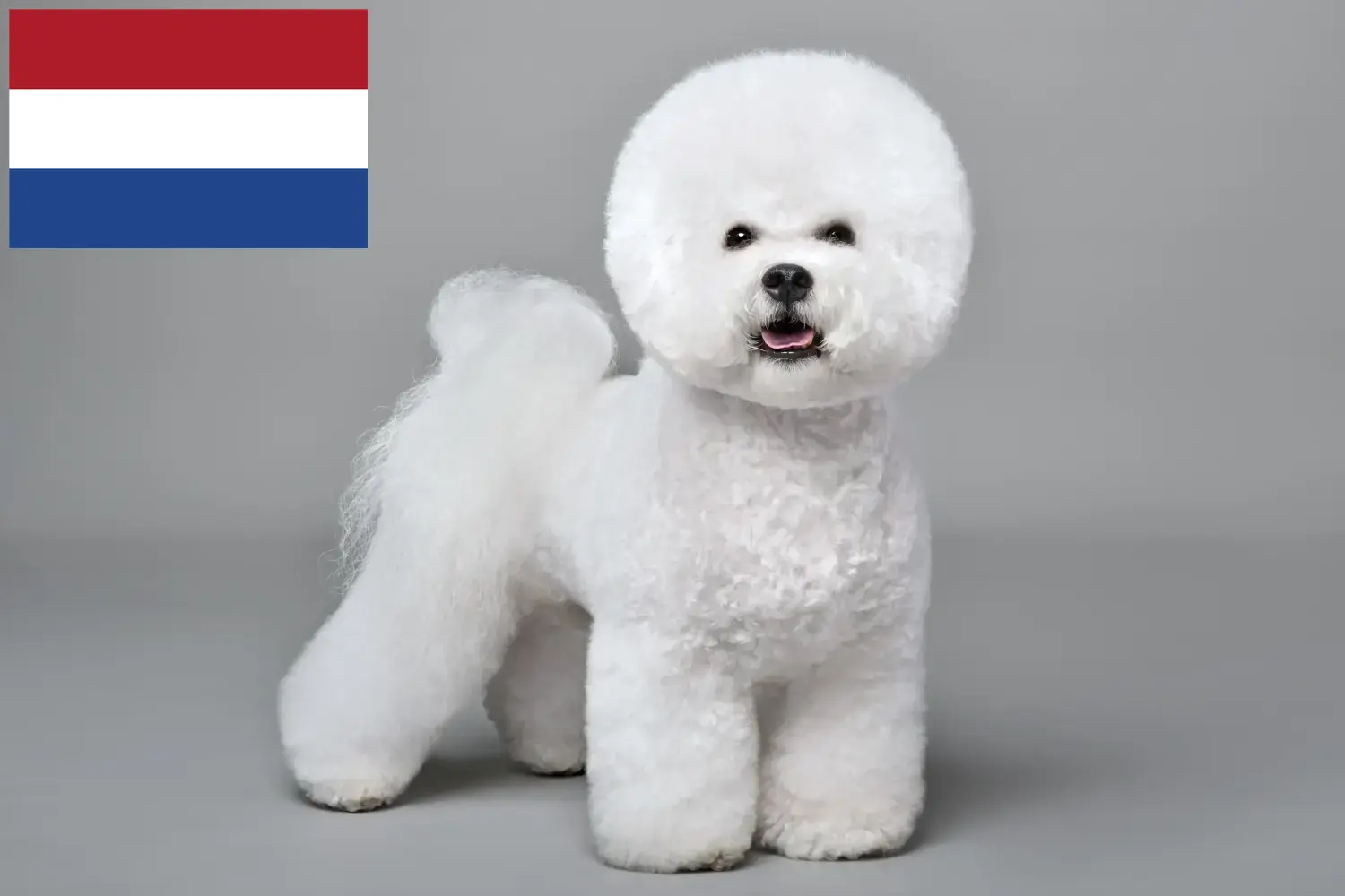 Bichon Frisé kiskutyák és tenyésztők Hollandia Bichon Frisé tenyésztők keresése Hollandia területén.