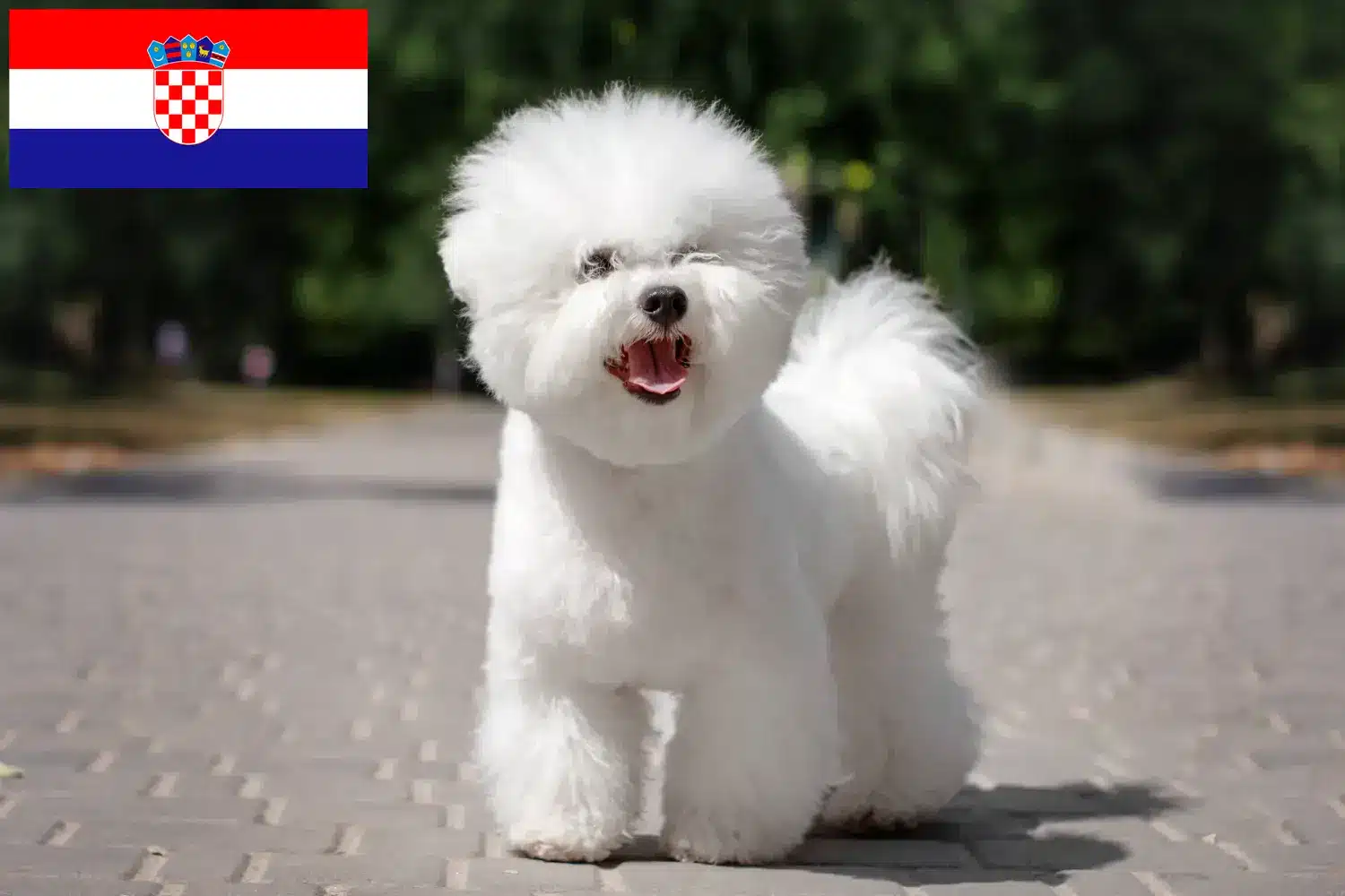 Bichon Frisé kiskutyák és tenyésztők Horvátország Keress Bichon Frisé tenyésztőket Horvátországban.
