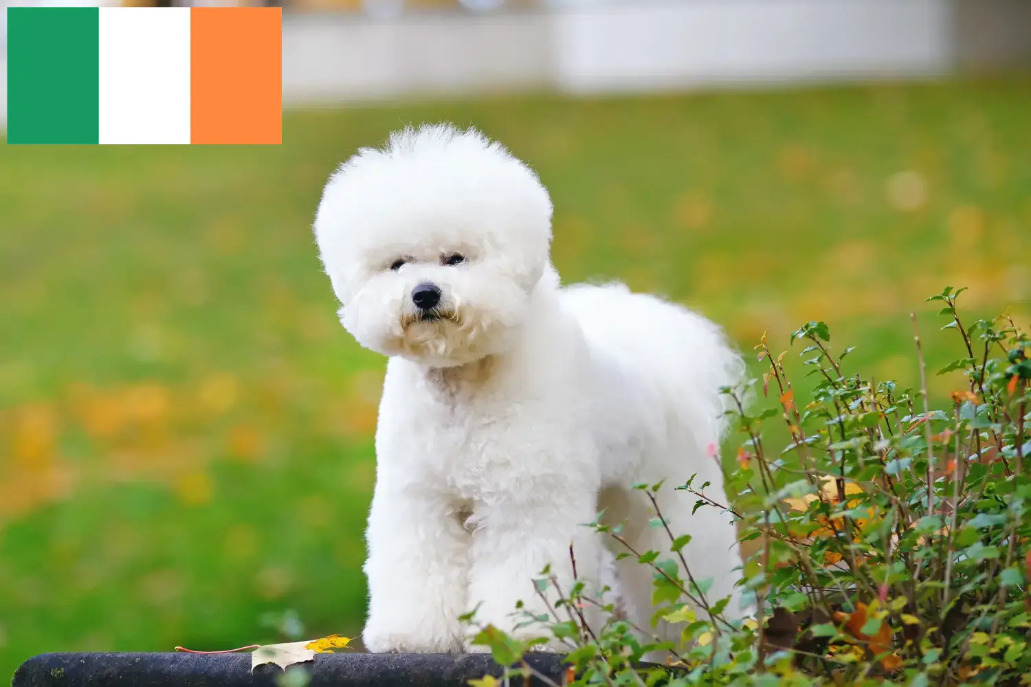 Bichon Frisé kiskutyák és tenyésztők Írország Bichon Frisé tenyésztők keresése Írországban.