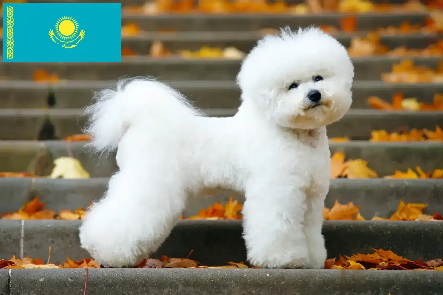 Bichon Frisé kiskutyák és tenyésztők Kazahsztánban Keress Bichon Frisé tenyésztőket Kazahsztánban.