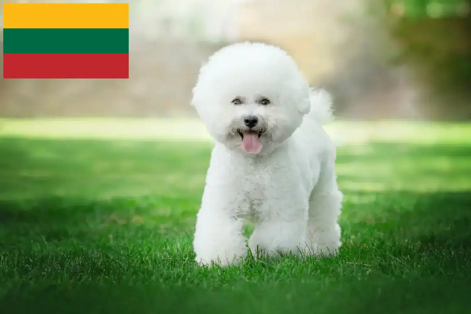 Bichon Frisé kiskutyák és tenyésztők Litvánia Keress Bichon Frisé tenyésztőket Litvánia területén.