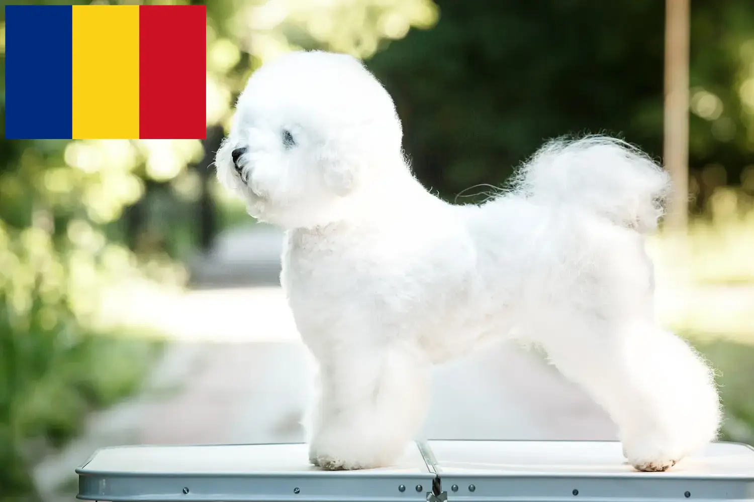 Bichon Frisé kiskutyák és tenyésztők Románia Keress Bichon Frisé tenyésztőket Románia területén.