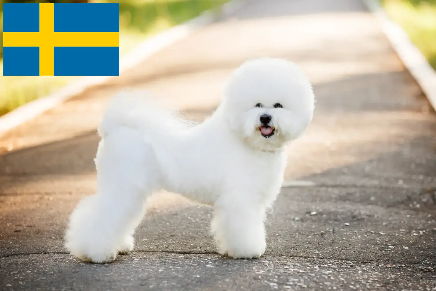 Bichon Frisé kiskutyák és tenyésztők Svédországban Keress Bichon Frisé tenyésztőket Svédországban.