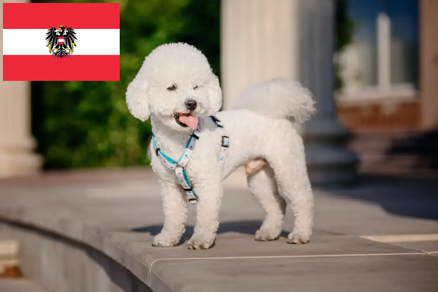 Bichon Frisé kiskutyák és tenyésztők Ausztria Itt megtalálhatja a Bichon Frisé tenyésztőket Ausztriában.
