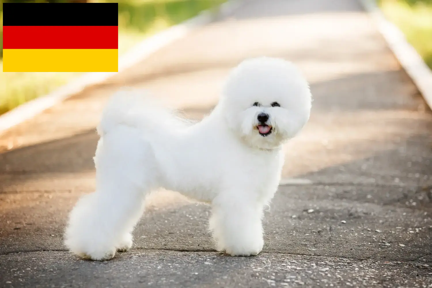 Bichon Frisé kiskutyák és tenyésztők Németország Itt találhat Bichon Frisé tenyésztőket Németországban.