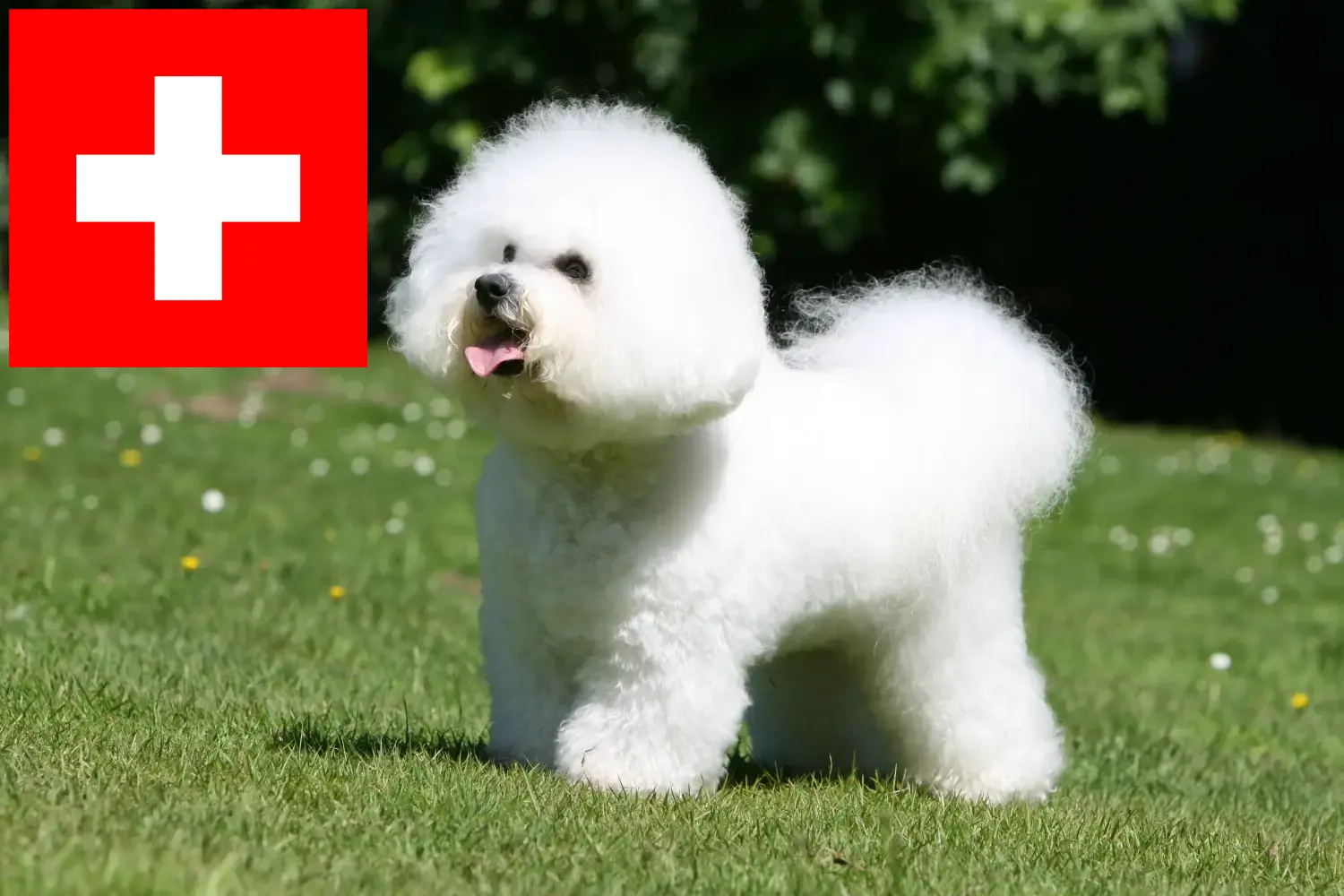 Bichon Frisé kölykök és tenyésztők Svájcban Itt megtalálja a svájci Bichon Frisé tenyésztőket.