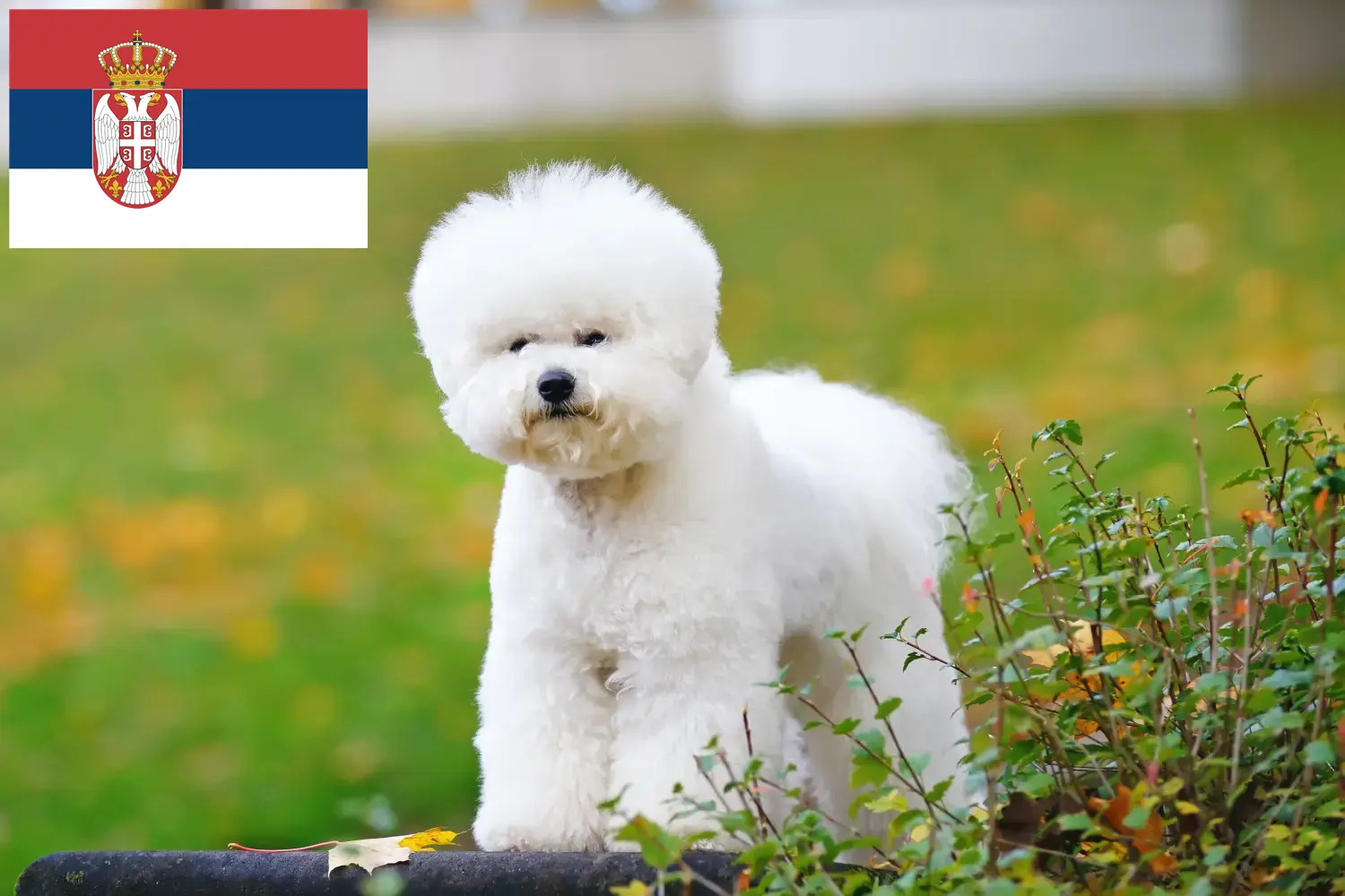 Bichon Frisé kiskutyák és tenyésztők Szerbia Keress Bichon Frisé tenyésztőket Szerbia területén.