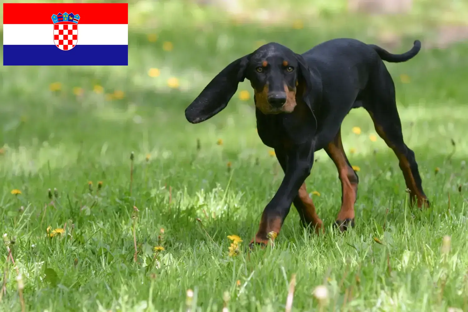 Black and Tan Coonhound kiskutyák és tenyésztők Horvátország Találd meg a Black and Tan Coonhounds tenyésztőket Horvátországban.